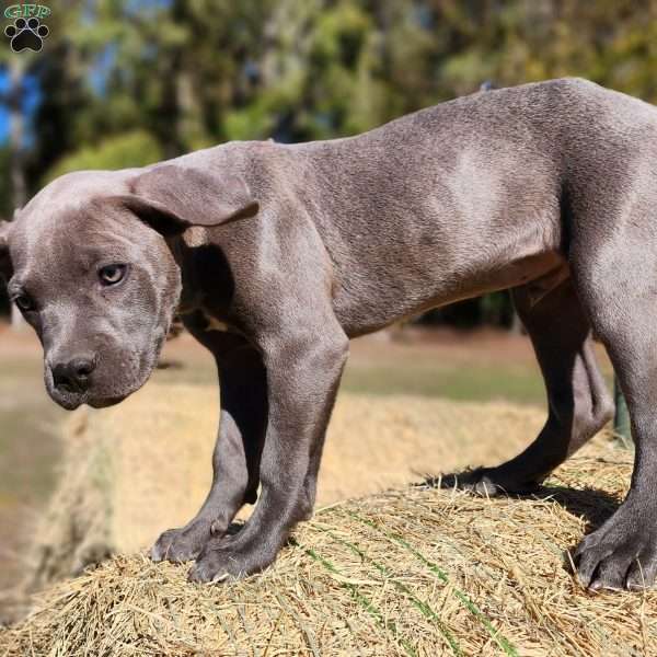 Melvin, Cane Corso Mix Puppy